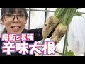 辛味大根の収穫のやり方と魔術的能力｜黒猫魔術店