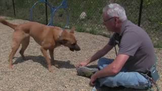 Meet Nala at Asheville Humane Society by AshevilleHumane 227 views 7 years ago 58 seconds
