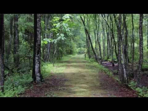 Video: Pădurea națională Osceola este închisă?
