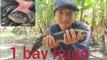 Thăm luồn lờ sau 5 ngày 1 cái dính 4 Hugo quá đả hơn 10 ký cá