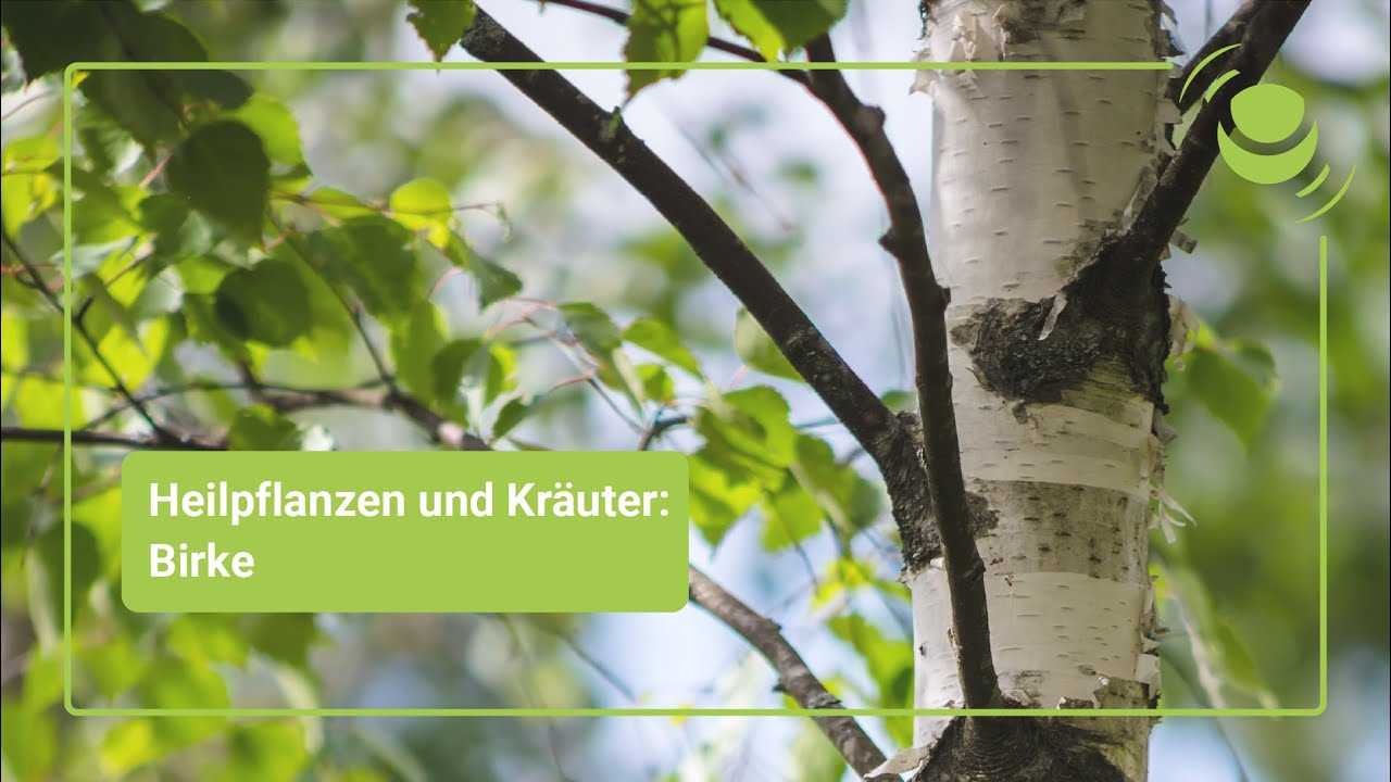 🌲Tote Birke: Holz noch brauchbar? #wildaufwald