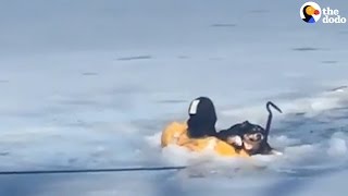 Firefighters Risk Their Lives To Save Dog From Frozen Lake