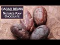 Cacao Vs Cocoa, Top 6 Differences and Similarities - YouTube