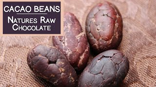 Cacao Beans, Natures Raw Chocolate