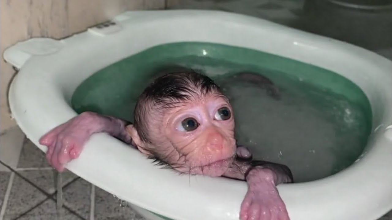 SMALL NEWBORN BABY MONKEY WITH BIG ROUND EYES IS HYSTERIC WHILE BATHING