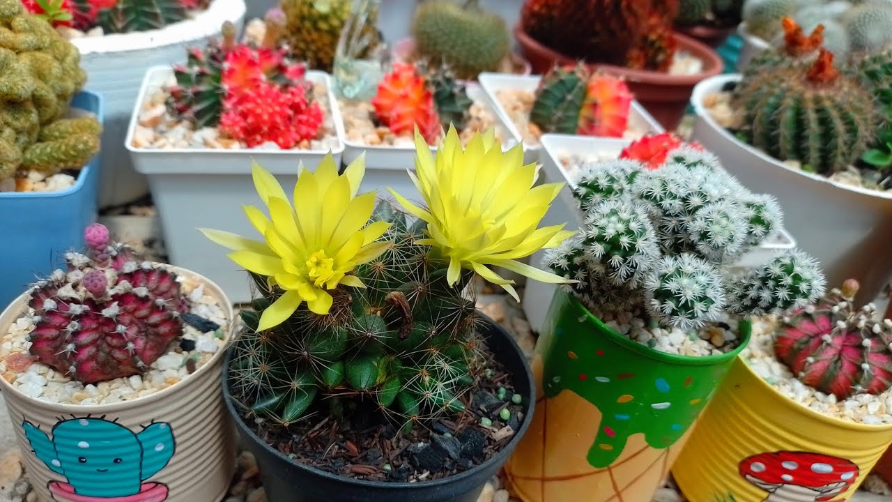 КАКТУСЫ #💚ЛОБИВИЯ 🌵#🌺🏵️ЦВЕТЫ