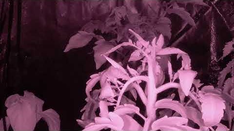 Raspberry Pi Tomato Grow Tent Timelapse