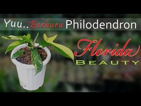 Video: Philodendron: Semua Nuansa Perawatan Bunga Di Rumah + Foto Dan Video