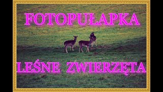 ZWIERZĘTA W FOTOPUŁAPCE/ANIMALS IN CAMERA TRAP@Lucek1966