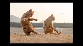 🕊️🐾Cute Pets And Funny Animals Compilation 🐾🕊️