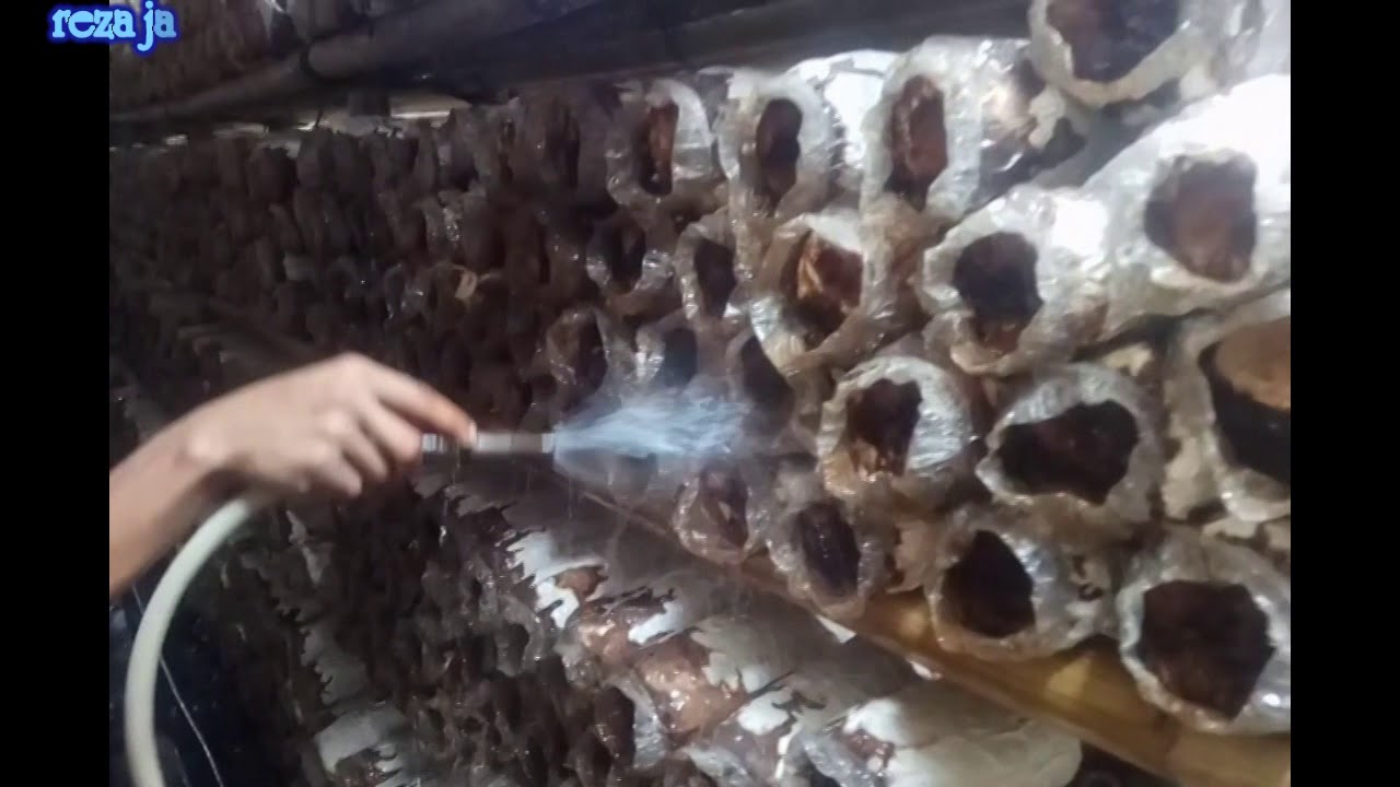 cara penyiraman jamur tiram 