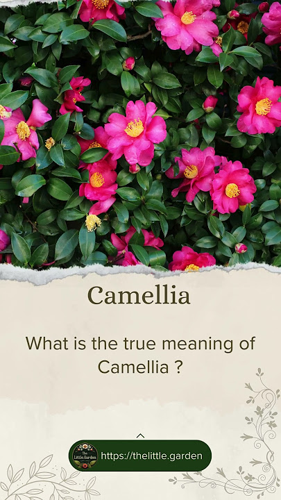 What is the true meaning of Camellia ? #nature #quotes #gardening