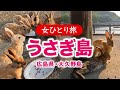 【女ひとり旅】うさぎの楽園!広島県・大久野島(ウサギ島)で1泊2日 2025.06【国内旅行】