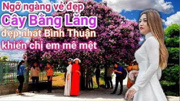 CÂY BẰNG LĂNG ĐẸP NHẤT BÌNH THUẬN, Mùa Hoa 2022 - Du Lịch Bình Thuận