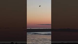seagull 🪽 🌊