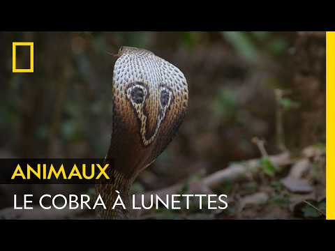 Le serpent à lunettes : une des espèces les plus dangereuses d'Inde