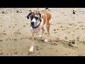 Huge Dog Defies All Odds  | The Dodo