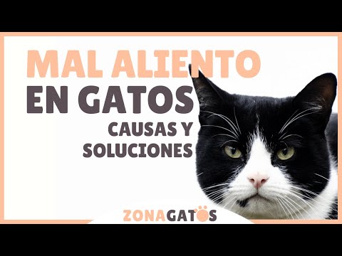Video: Mal Aliento En Los Gatos: Cómo Prevenirlo Y Tratarlo
