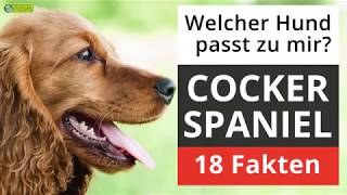 Ist ein Cocker Spaniel der richtige Hund für mich? 18 Fakten über Cocker Spaniel!