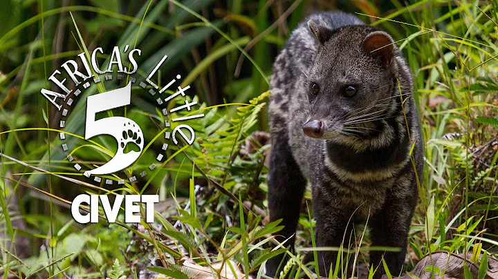 What exactly is the Civet and where is it from?  | AFRICA'S LITTLE 5 - DayDayNews