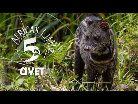 Video: Welke dierentuin heeft civetkat?