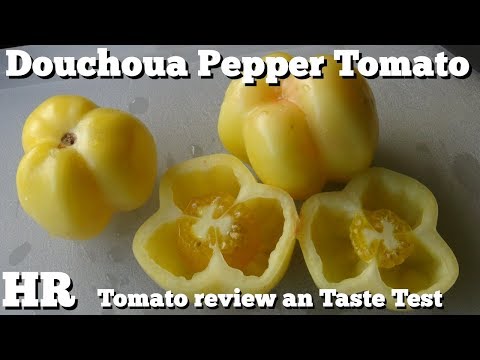 Видео: Двуцветни домати