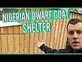 Nigerian Dwarf Goat Shelter Tour ||Affordable Shelter||