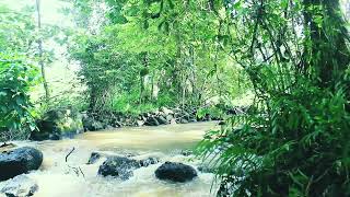 Meditation on the sound of tropical forest river water, soothing the heart and mind, For Relaxation