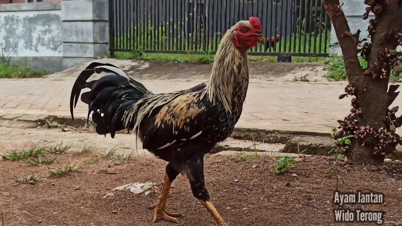 Jenis Ayam Jantan Jawa 