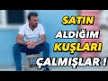 Satın Aldığım kuşları çalmışlar !