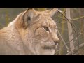 Luchs