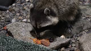 the raccoon missing two toes eats dinner and saves salmon paté, red grapes and dog biscuit for later