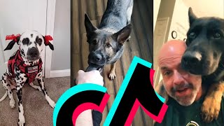 The Most Dangerous K9 Police Dog TikTok Compilation | Dogs Of TikTok