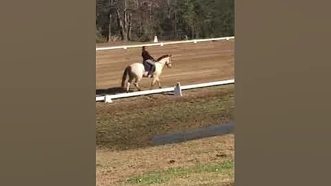 Cynthia Holbrook TTC. Dressage