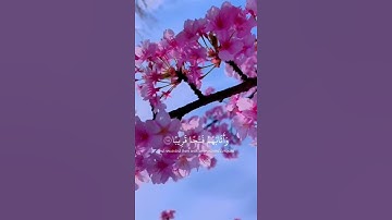 مقطع يلامــس قلبك بصوت عبدالرحمن مسعد ❤️حالات واتس أب قران كريم☁️