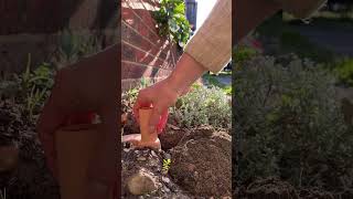Download Lagu Installing Olla's in the garden 🪴 #garden #diy MP3