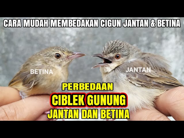 CARA MEMBEDAKAN CIBLEK GUNUNG JANTAN & BETINA SECARA AKURAT❗ class=