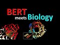 BERTology Meets Biology: Interpreting Attention in Protein Language Models (Paper Explained)