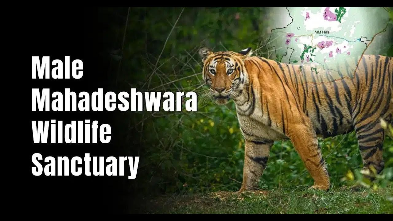 MALE MAHADESHWARA WILDLIFE SANCTURY