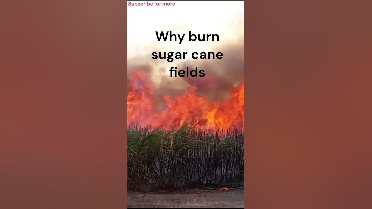 Why burn sugar cane field? YouTube