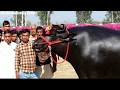 सुल्तान झोटा -SULTAN Bull
झोटा नही ये है- छोटा हाथी.
Semen available of National Champion SULTAN.