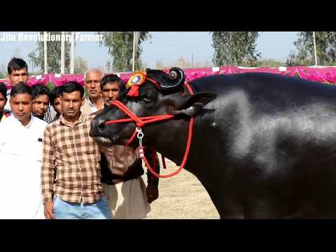 सुल्तान झोटा -SULTAN Bullझोटा नही ये है- छोटा हाथी.Semen available of National Champion SULTAN.