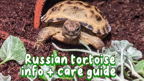 Russian tortoise information and care guide!
