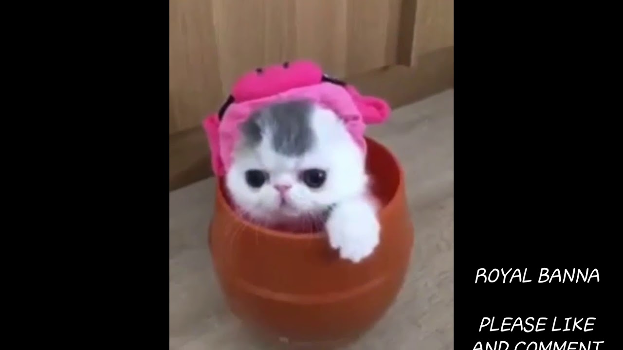 Cute Cat Saying, good morning everyone 🙏🙏😘😘 ️ 