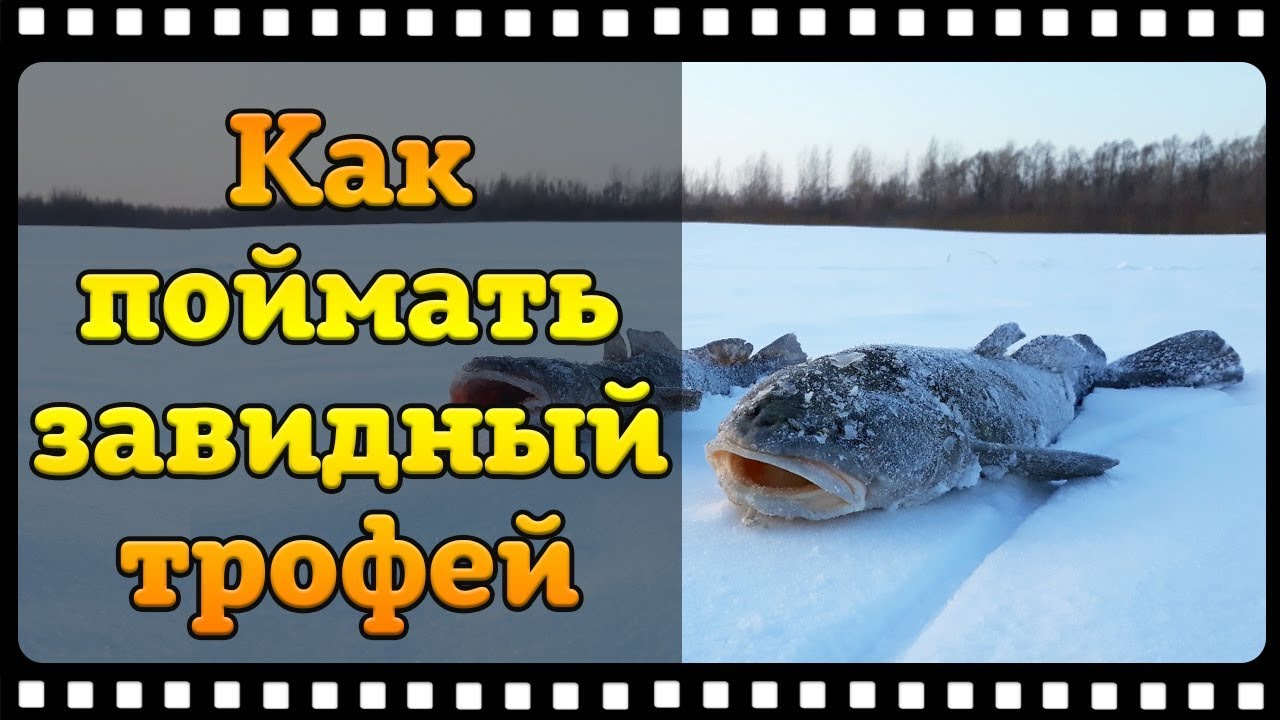 Как поймать налима зимой, тонкости и секреты ловли на реке.