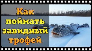 Как поймать налима зимой, тонкости и секреты ловли на реке.