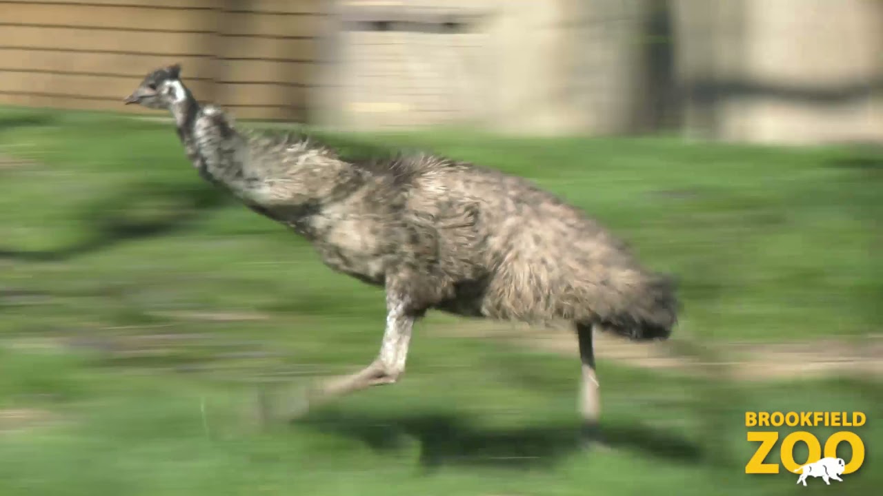 Echo Emu Running