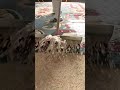 easy carpet cleaning process #popular #carpet #cleaning #viralshorts #shorts