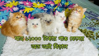 Persian Kitten For Sale | Persian Cat Price In BD | পারসিয়ান বিড়ালের দাম | Persian Kitten Price