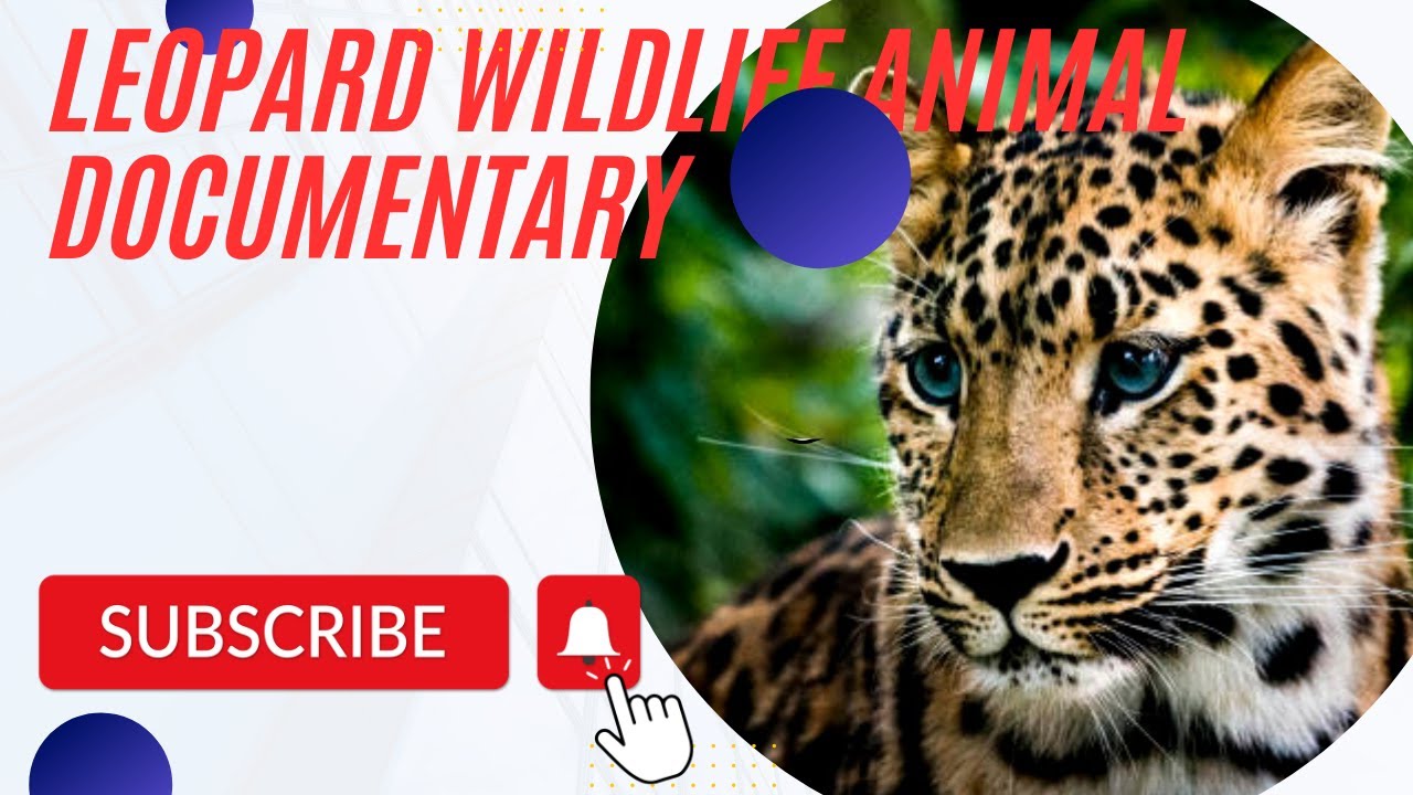 Leopard life documentary|| Leopard Gecko|| Leopard sound || Leopard vs Crocodile 🐊